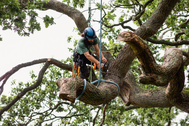 How Our Tree Care Process Works  in  Rossville, GA